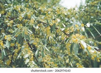 Russian Olive Narrow Flowers Blooming In Spring