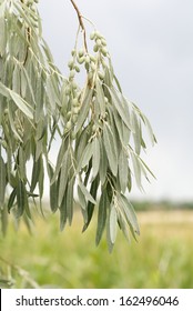 Russian Olive Tree Branch With Fruit