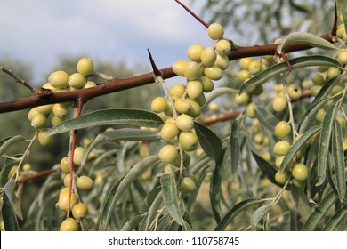 Russian Olive Tree (Elaeagnus )