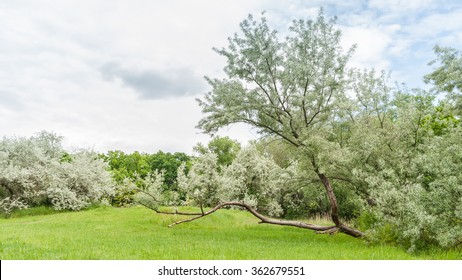 Russian Olive Tree Park Summe Andscape