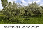 Russian olive tree in spring blossom, Elaeagnus angustifolia