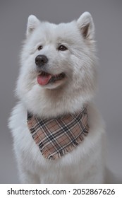 Russian Panting Dog With White Fur And Neckerchief