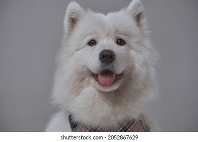 Russian Panting Dog With White Fur And Neckerchief