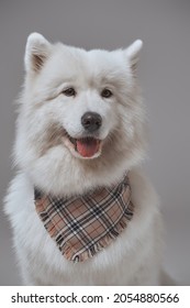 Russian Panting Dog With White Fur And Neckerchief