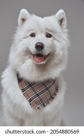 Russian Panting Dog With White Fur And Neckerchief