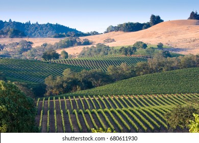 Russian River Valley Vineyards