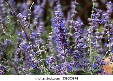  Russian Sage