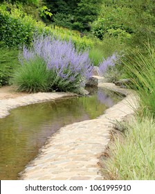 Russian Sage In Bloom