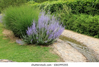 Russian Sage In Durbuy, Belgium