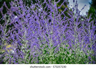 Russian Sage Flowers