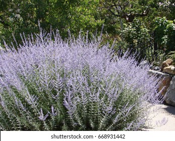 Russian Sage Perovskia Atriplicifolia Stock Photo 668931442 | Shutterstock