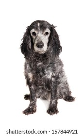 Russian Spaniel (16 Years Old) Isolated On White Background