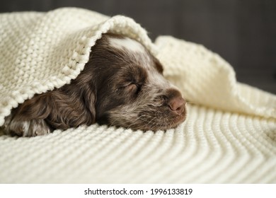 Russian Spaniel Brown Merle Blue Eyes Puppy Dog Sleep Under Plaid