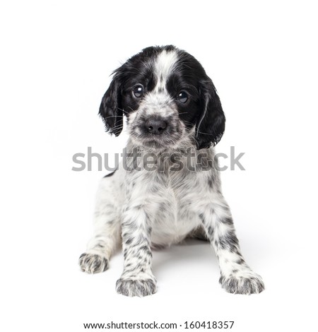 Russian spaniel puppy isolated on white background