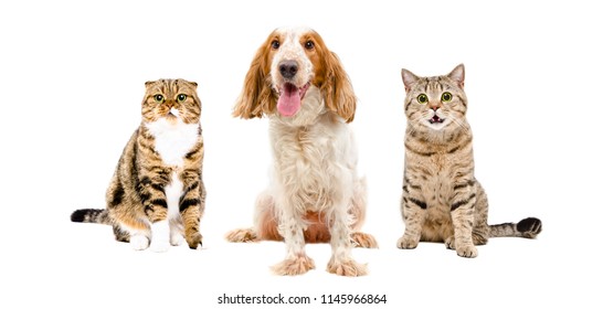 Russian Spaniel And Two Cats Sitting Together, Isolated On White Background