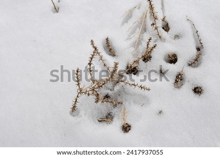 Russian thistle (Salsola tragus) also known as tumbleweed. A prickly invasive plant in the American west sticking out of fresh snow.