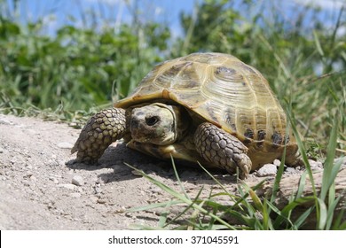 Russian Tortoise