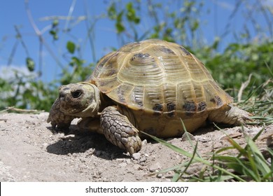 Russian Tortoise