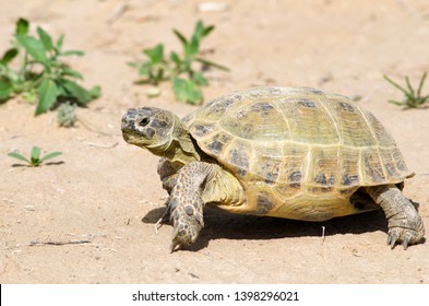 The Russian Tortoise (Agrionemys Horsfieldii), Also Commonly Known As The Afghan Tortoise, The Central Asian Tortoise. Kyzylkum Desert, Uzbekistan, Central Asia.