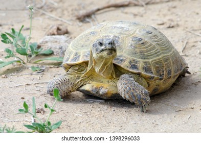 The Russian Tortoise (Agrionemys Horsfieldii), Also Commonly Known As The Afghan Tortoise, The Central Asian Tortoise. Kyzylkum Desert, Uzbekistan, Central Asia.