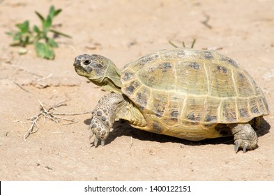 The Russian Tortoise (Agrionemys Horsfieldii), Also Commonly Known As The Afghan Tortoise, The Central Asian Tortoise. Kyzylkum Desert, Uzbekistan, Central Asia.