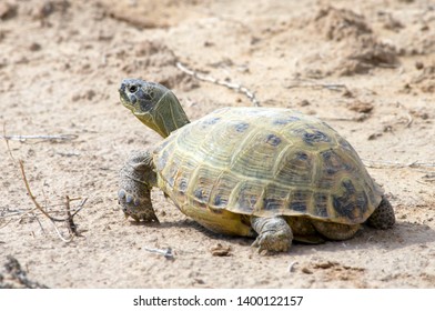 The Russian Tortoise (Agrionemys Horsfieldii), Also Commonly Known As The Afghan Tortoise, The Central Asian Tortoise. Kyzylkum Desert, Uzbekistan, Central Asia.