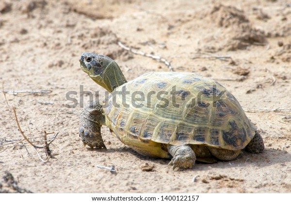 65 Afghan Tortoise Images, Stock Photos & Vectors | Shutterstock