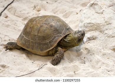 65 Afghan Tortoise Images, Stock Photos & Vectors | Shutterstock