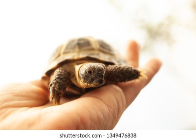 
Russian Tortoise Child