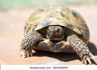 Russian Tortoise Outside Walking On Patio Stock Photo 1842960094 ...