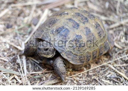 Russian tortoise standing on some hay, pointing left and looking forward for a closeup portrait showing off his plastron shell                             