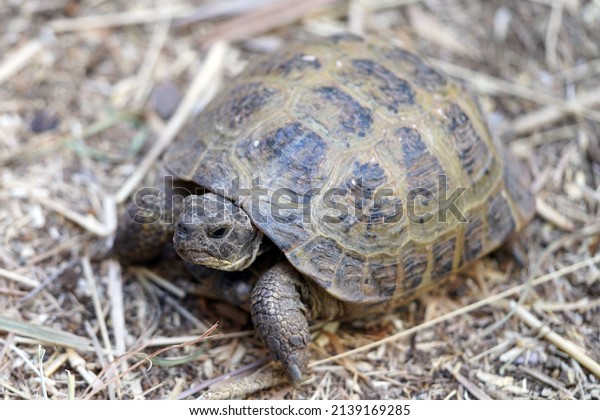 Russian tortoise standing on some hay,\
pointing left and looking forward for a closeup portrait showing\
off his plastron shell                            \
