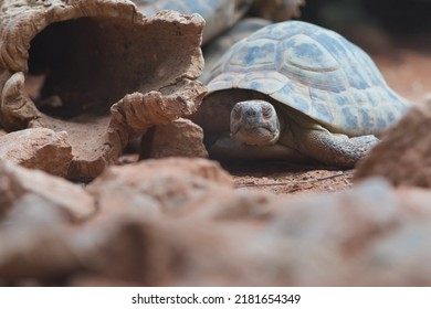 The Russian Tortoise (Testudo Horsfieldii), Also Commonly Known As The Afghan Tortoise.