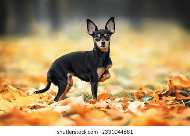 russian toy dog walking in the park in autumn