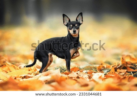 russian toy dog walking in the park in autumn