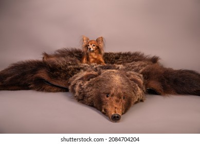 The Russian toy is sitting on a bearskin