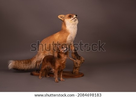 russian toy with a stuffed fox in the studio