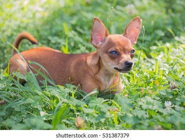 Russian Toy Terrier, - Shutterstock ID 531387379