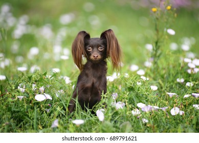 russian toy terrier