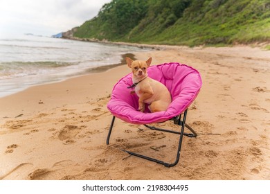 Russian Toy Terrier Dog Sits On A Pink Sun Lounger On The Seashore.High Quality Photo