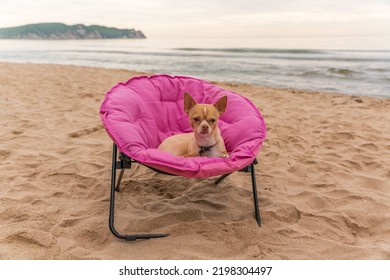 Russian Toy Terrier Dog Sits On A Pink Sun Lounger On The Seashore.High Quality Photo