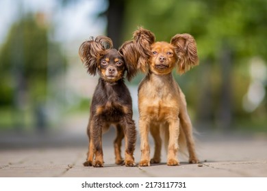 Russian toy terrier in nature