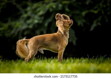 Russian toy terrier in nature