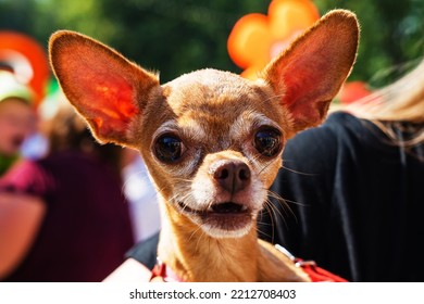 Russian Toy Terrier. Portrait Of A Small Dog With Big Ears. Funny Animal Looks At The Camera In Surprise. Close-up