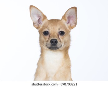 russkiy toy chihuahua