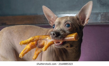 Russian toy terrier reach for food and holds chicken feet in his teeth. Natural delicacy dog food. The concept of hunger and theft of food.