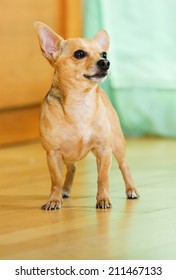  Russian Toy Terrier standing on the parquet floor 