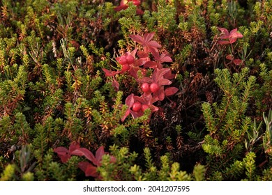 Russian Tundra In Autumn, Sunny Weather