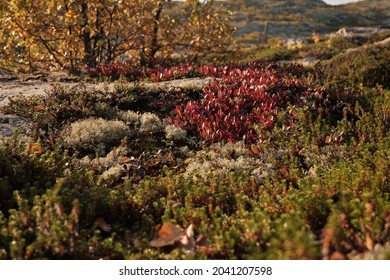 Russian Tundra In Autumn, Sunny Weather