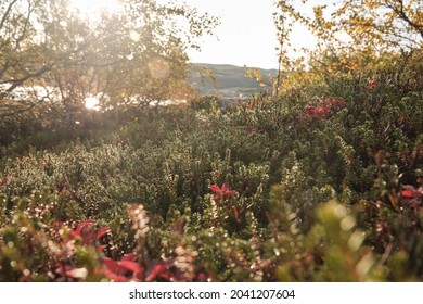 Russian Tundra In Autumn, Sunny Weather